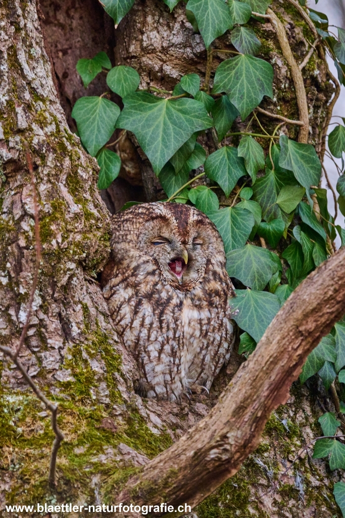 Waldkauz (Strix aluco) &copy; Sandra Bl&auml;ttler